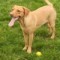 Lottie Davies Avatar
